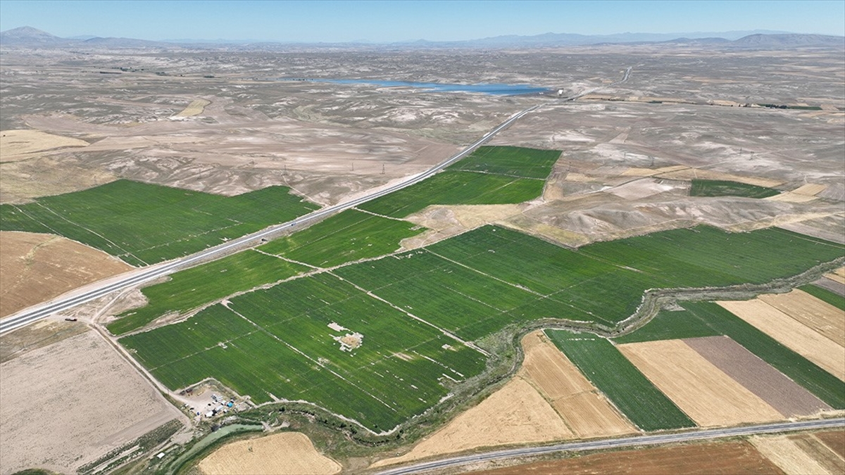 Sivas'ta Patateste 445 Bin Ton Rekolte Bekleniyor