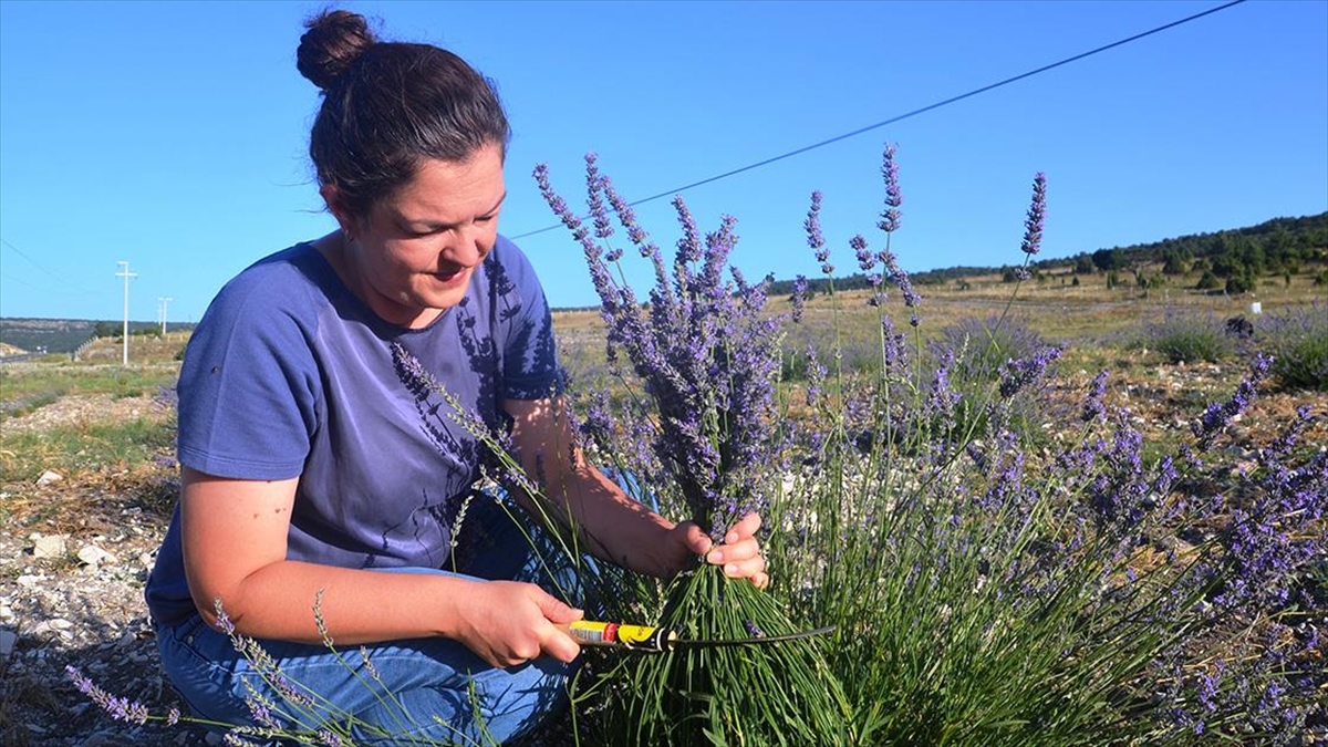 Kütahyalı Ev Kadını Tkdk Desteğiyle 60 Dönümlük Kıraç Arazide Lavanta Yetiştiriyor
