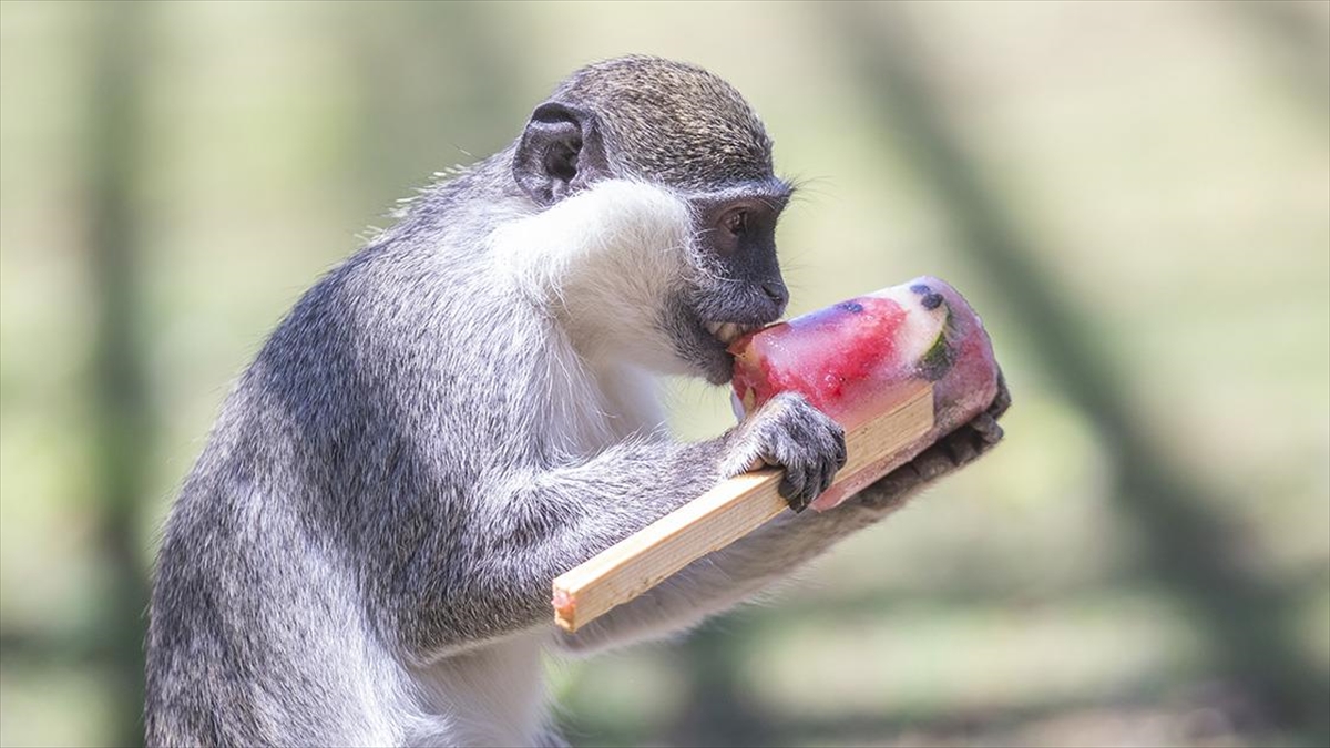 Hayvanat Bahçesi Sakinleri Dondurulmuş Meyve Kokteyli İle Serinliyor