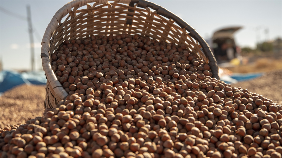 Giresun'da Fındık Hasat Tarihleri Belirlendi