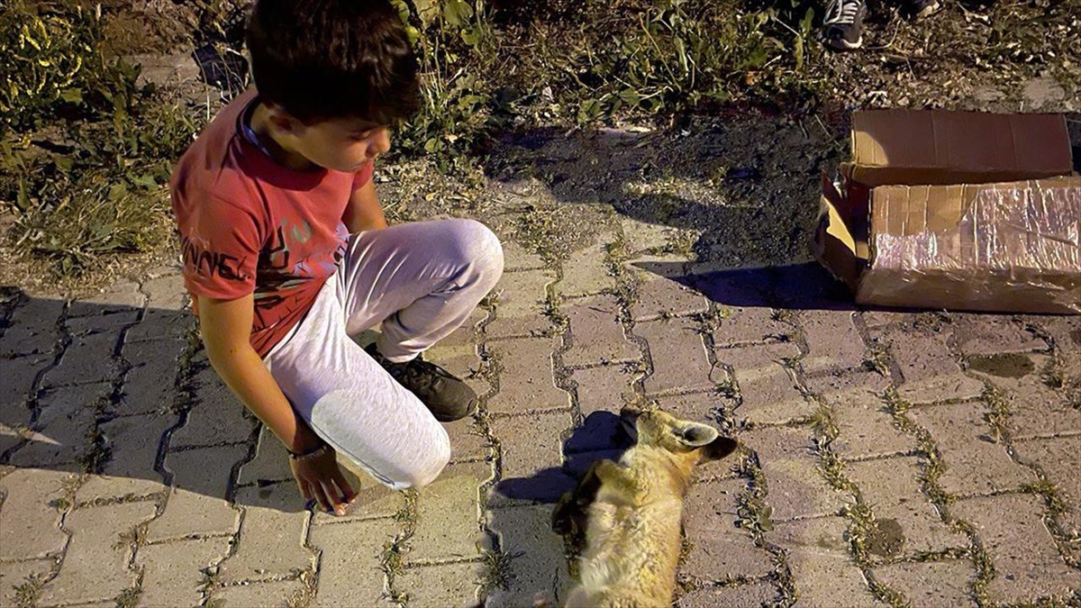 Kars'ta Çocukların Yaralı Bulduğu Tilki Yavrusu Tedaviye Alındı