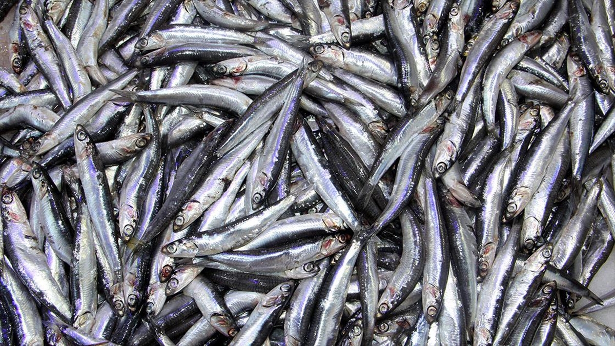 Sinop'ta Ağustos Ayında Tezgahta Hamsi Satışı