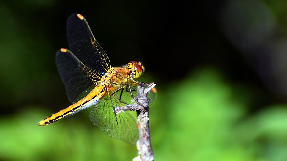Kars'ta Asboğa Gölü'ndeki Yusufçuk Böcekleri Doğaya Renk Kattı
