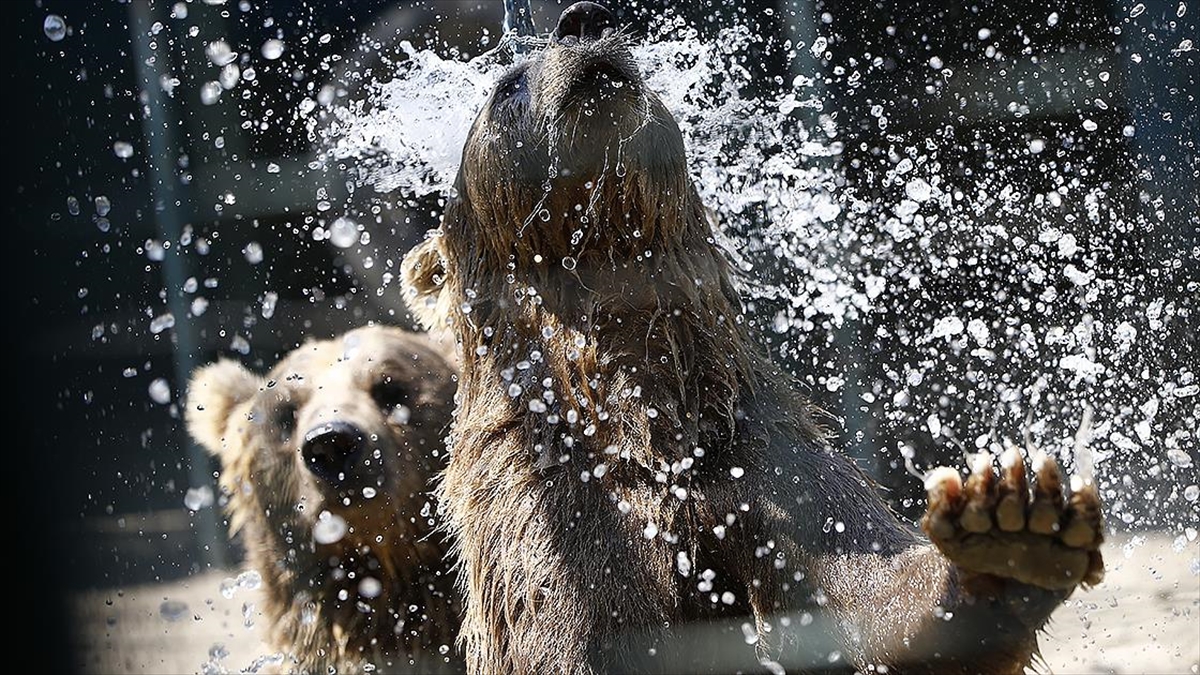 Antalya'da Aslan Parkı Sakinleri İçin "eyyam-ı Bahur" Önlemleri Alındı