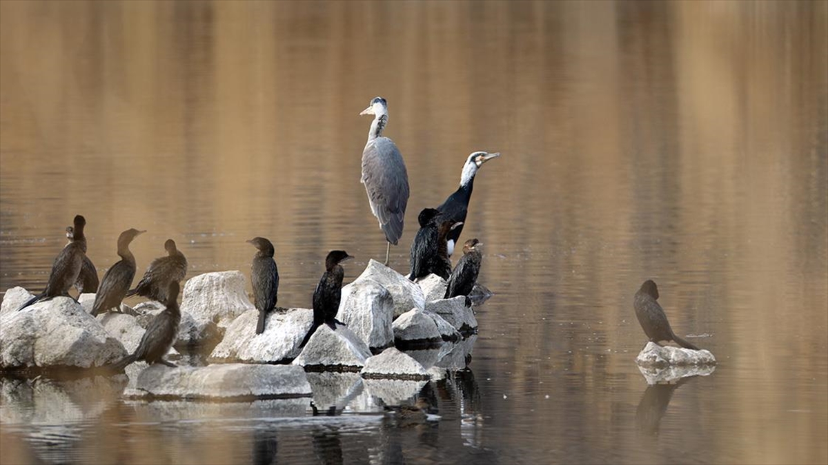 Yaban Hayvanları Yaz Sıcaklarını Geçirmek İçin Ağrı Dağı'ndaki Karasu'ya Göç Ediyor