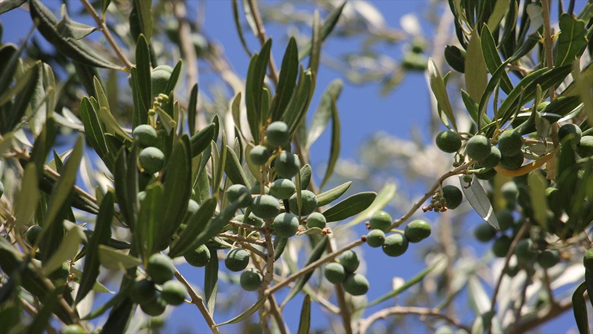 Kuraklığa Dayanıklı Kilis Yağlık Zeytininde Verim Yüksek Olacak
