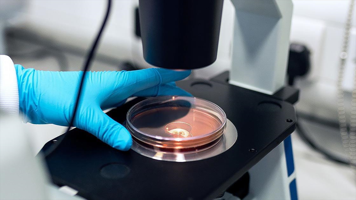 Araştırma: Yeni Keşfedilen Bakteri Türü Tc1, Sıtmanın İnsanlara Bulaşmasını Engelleyebilir