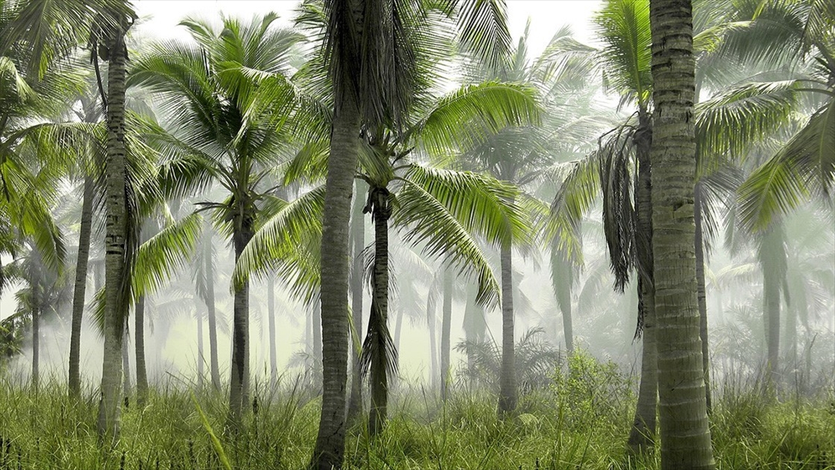 Araştırma: Sosyal Mesafeyi Muhafaza Eden Ağaçlar, Biyoçeşitliliği Koruyor