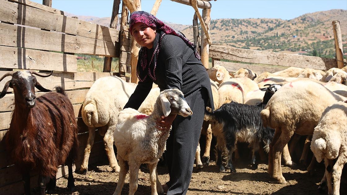 Depremde Hayvanları Telef Olan Kadın Besici Devlet Desteğiyle Ayağa Kalktı