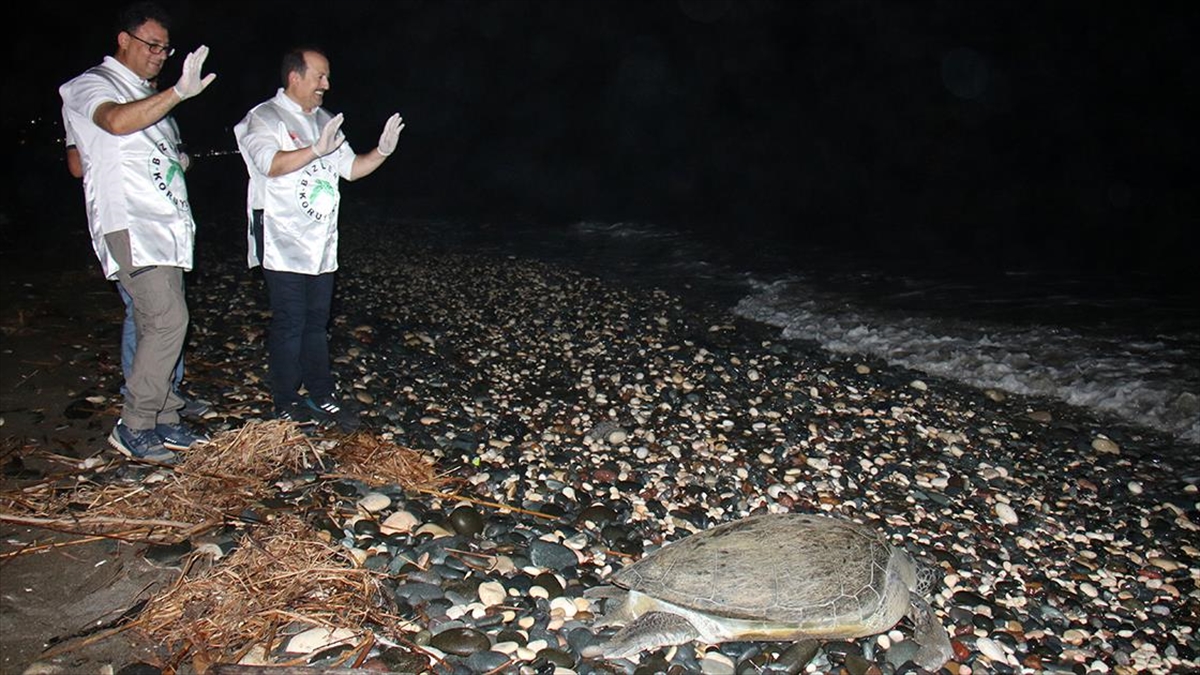 Mersin'de Tedavi Edilen 2 Kaplumbağa Denize Bırakıldı