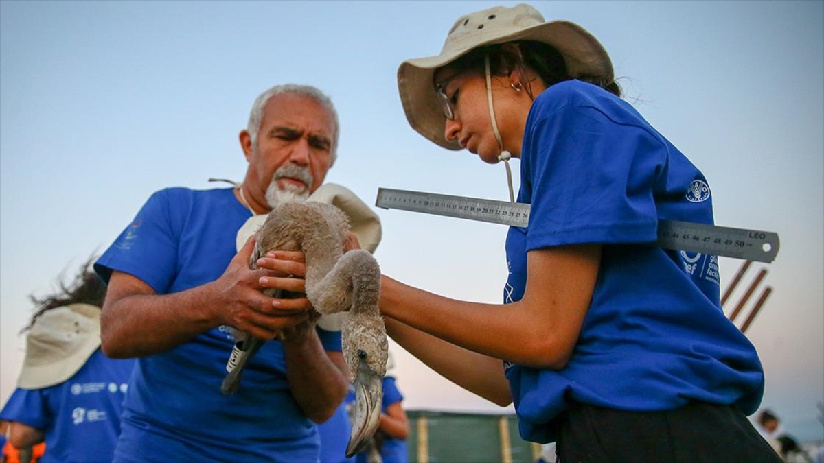 İzmir'de Halkalanan Yavru Flamingoların Yaşamı Takip Edilecek