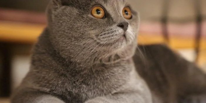 Dünya Kediler Günü kutlu olsun: Kediler hakkında ilginç bilgiler