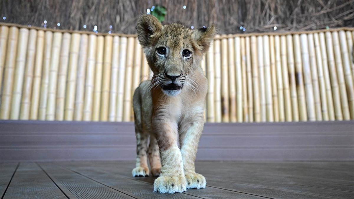 Nesli Tükenmekte Olan Beyaz Aslanlardan 3 Çift İstanbul'da Özenle Korunuyor