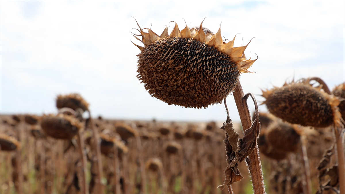 Edirne'de Erken Ekim Ayçiçeği Hasat Ediliyor