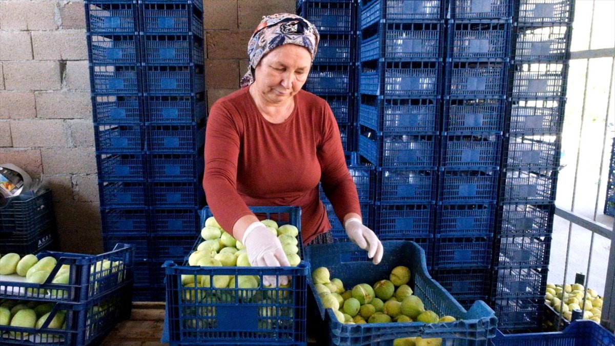 Mersin'de Beyaz İncir Hasadı Başladı
