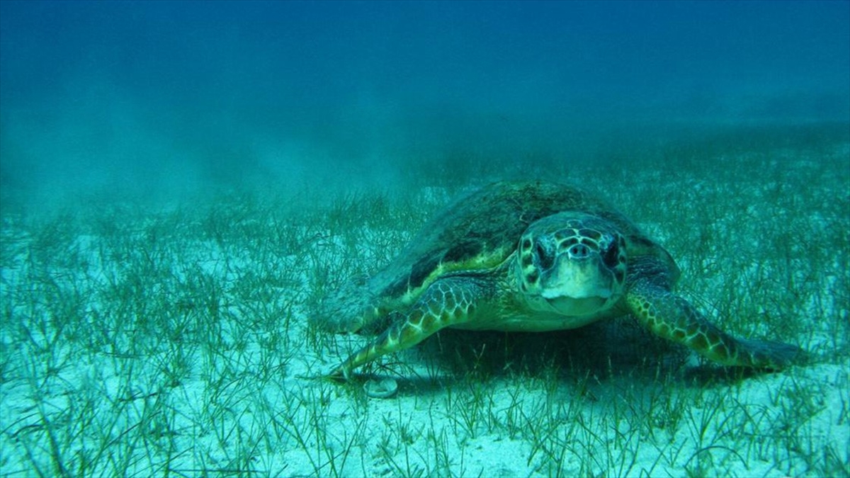 Emine Erdoğan'dan "Deniz Kaplumbağası" Paylaşımı