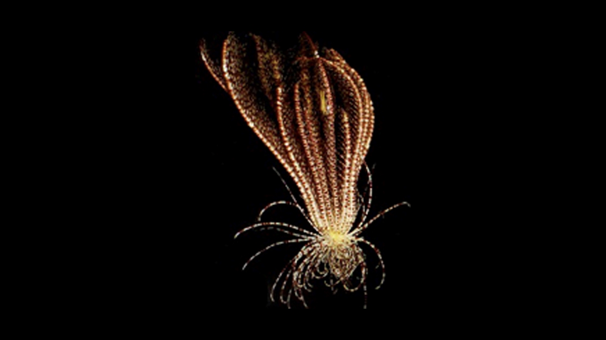 Antarktika'da 20 Kollu "çilek Benzeri" Şekle Sahip Deniz Canlısı Keşfedildi