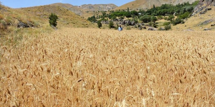 Hakkari'de Daha Önce Kullanılmayan 3 Bin Dekar Arazide Üretim Yapılıyor