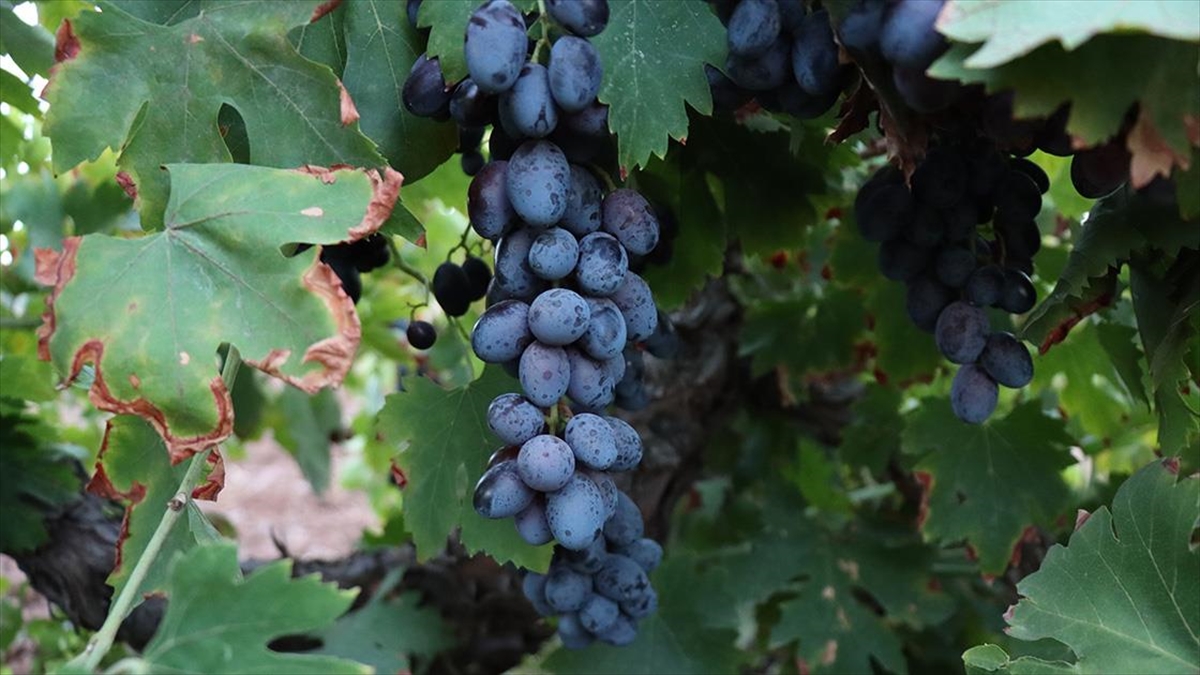 Sıcak Hava, Kilis'in Üzümlerinde Rekolte Kaybına Yol Açıyor