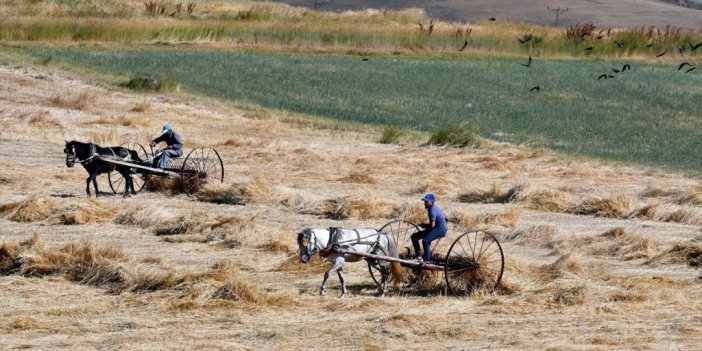 Kars'ta Çiftçiler Bunaltıcı Sıcakta Arpa Hasat Ediyor