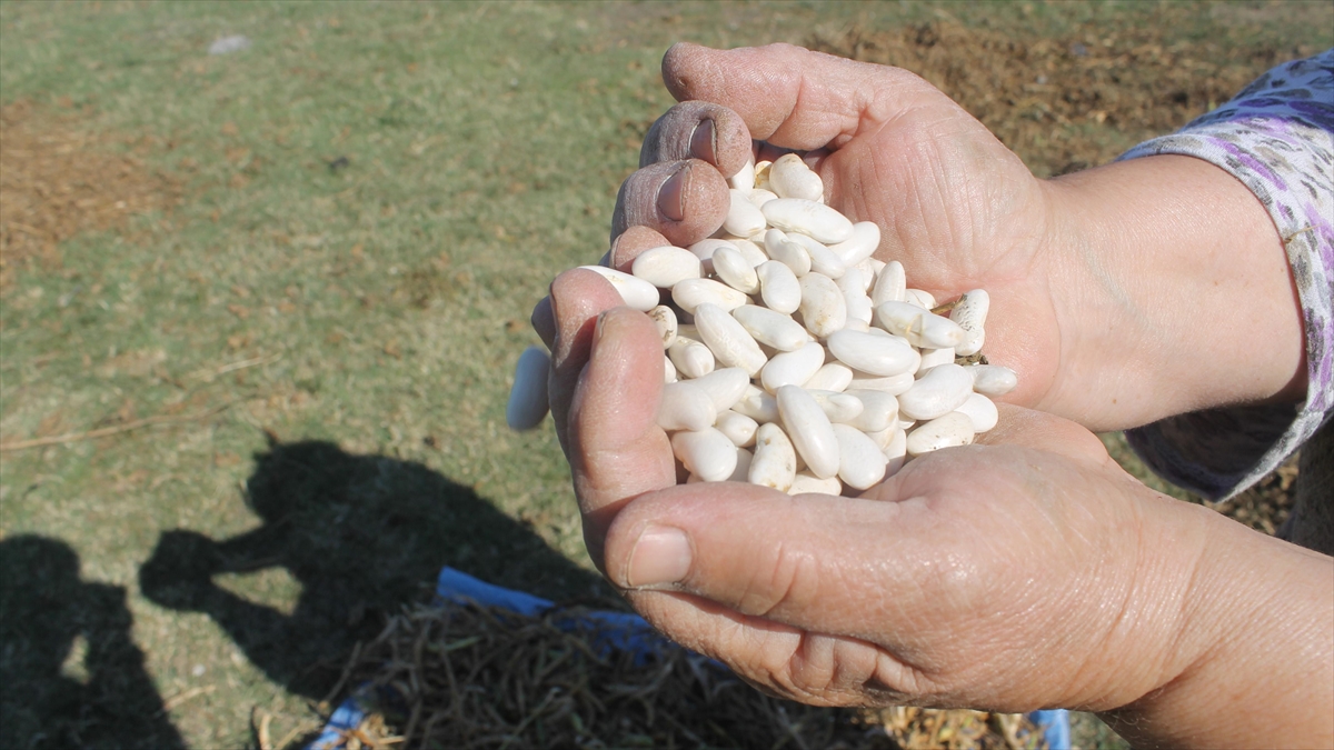 Manyas Kazak Fasulyesi Coğrafi İşaret Olarak Tescil Edildi