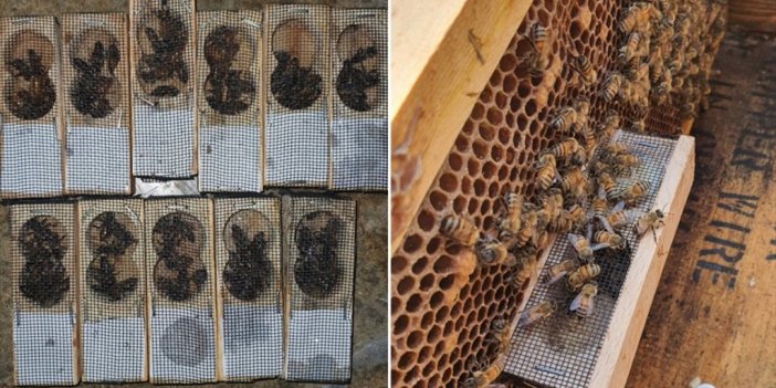 Tika'dan Fırat Kalkanı Harekatı Bölgesindeki Arıcılara Destek