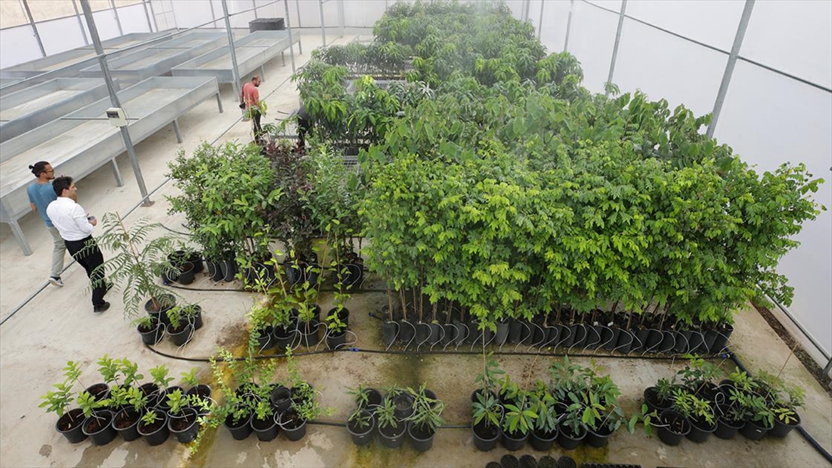 Antalya'nın Batı İlçelerinde Tropik Meyve Üretmek İçin Kumluca'da Merkez Kuruldu