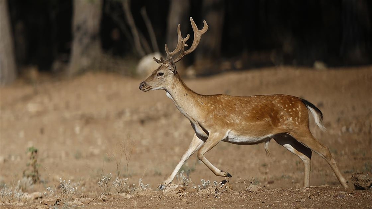 Alageyiklerin Nesli "Gen Merkezi"ndeki Çalışmalarla Korundu