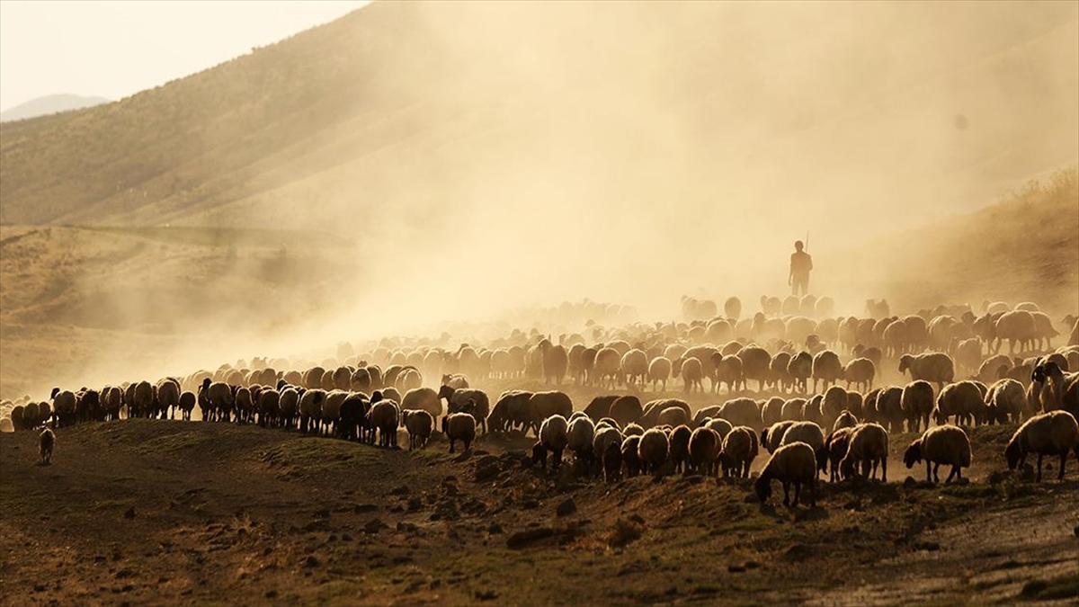 Bitlis'te Küçükbaş Hayvan Sürüleri Nemrut Dağı Eteklerinde Besleniyor