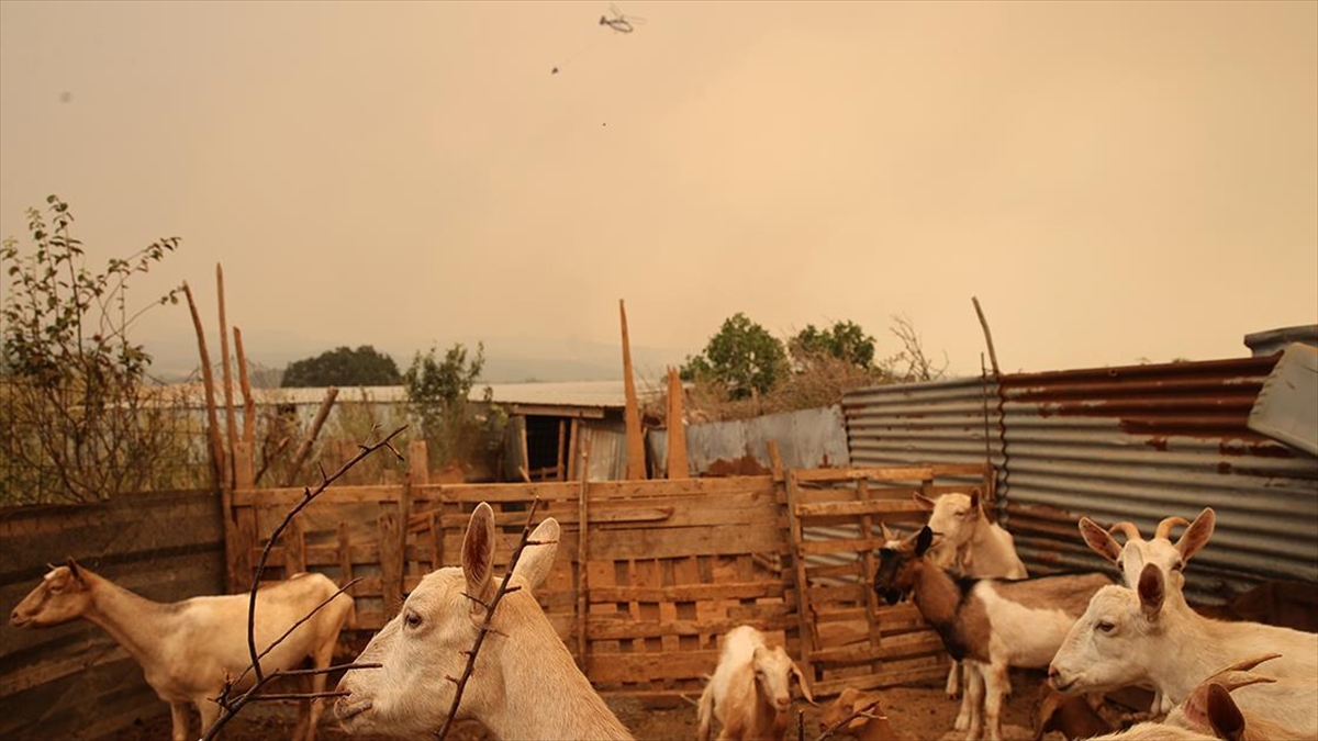 Yangınlar Yunanistan'ı Evlerinden, Hayvanlarından Ve Ağaçlarından Etti