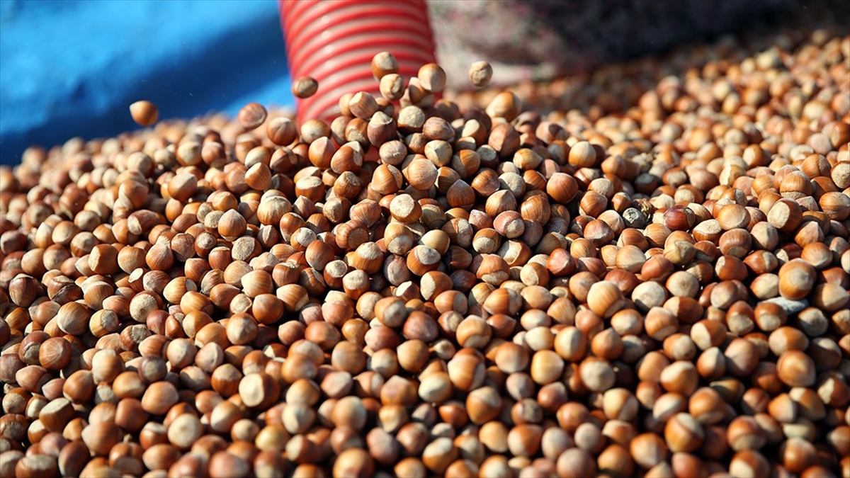 Fiskobirlik Fındık Alımlarına Başladı