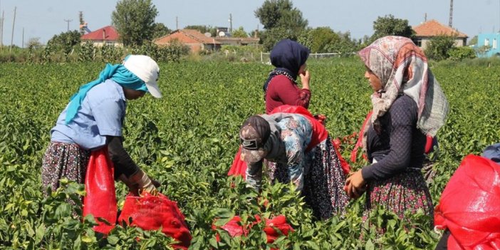 Bafra Ovası'nda 160 Bin Ton Kapya Biber Rekoltesi Bekleniyor