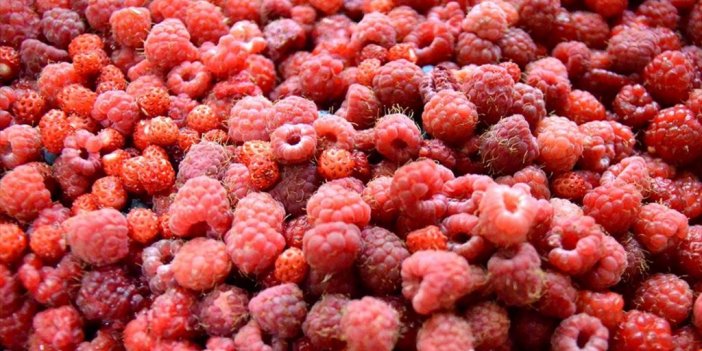 Kars'ta 2 Bin 500 Rakımda Doğal Böğürtlen Bereketi Yaşanıyor