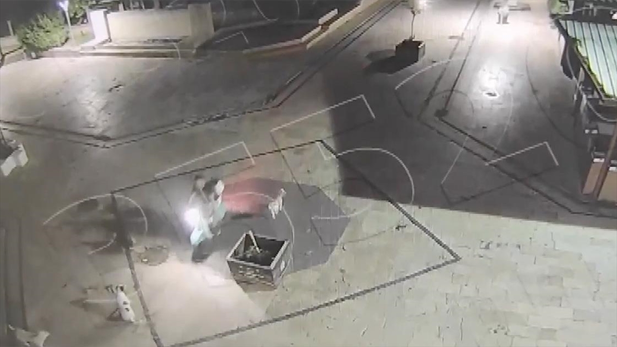 Aydın'da Sahipsiz Köpeklerin Saldırdığı Motosikletli Yaralandı