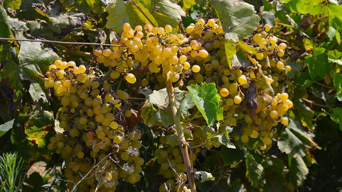 Manisa'da Bağlarda Görülen "mildiyö" Hastalığı Verimi Düşürdü