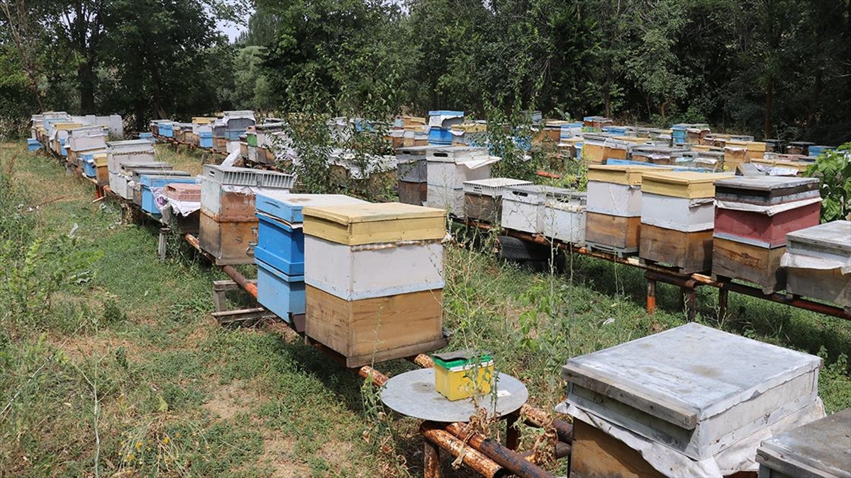 Ağrılı Arıcılar Tescilli "geven Balı" Hasadında