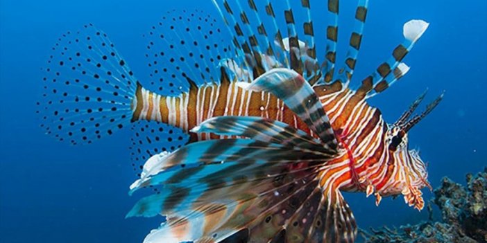 Su Altı Fotoğrafçıları Denizlerde Değişen Biyoçeşitliliği Belgeliyor