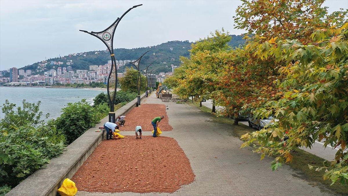 Sıcak Hava Fındık Kurutma Mesaisini Kısalttı