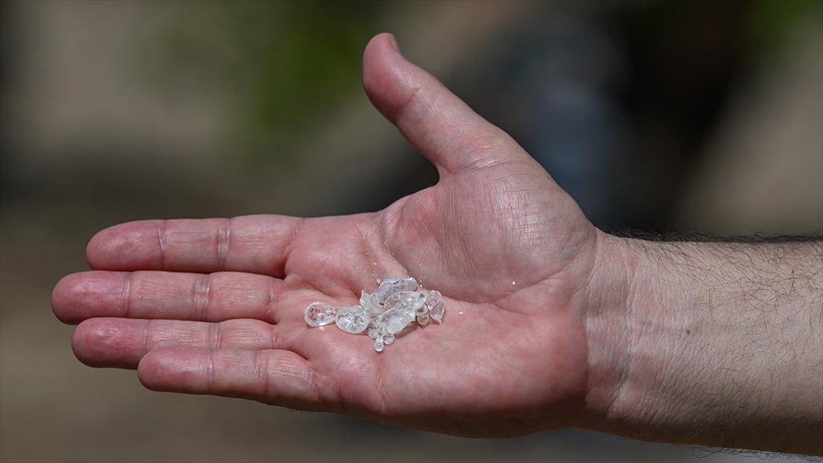 Urla'da 10 Yıl Önce Dikilen Sakız Ağaçlarında İlk Hasat Yapıldı