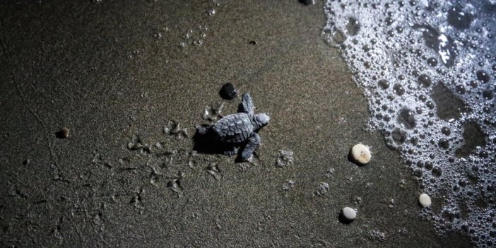 Kaplumbağaların Akdeniz İle Buluştuğu Kumsalda Hedef 2 Bin 500 Yavru Çıkışı