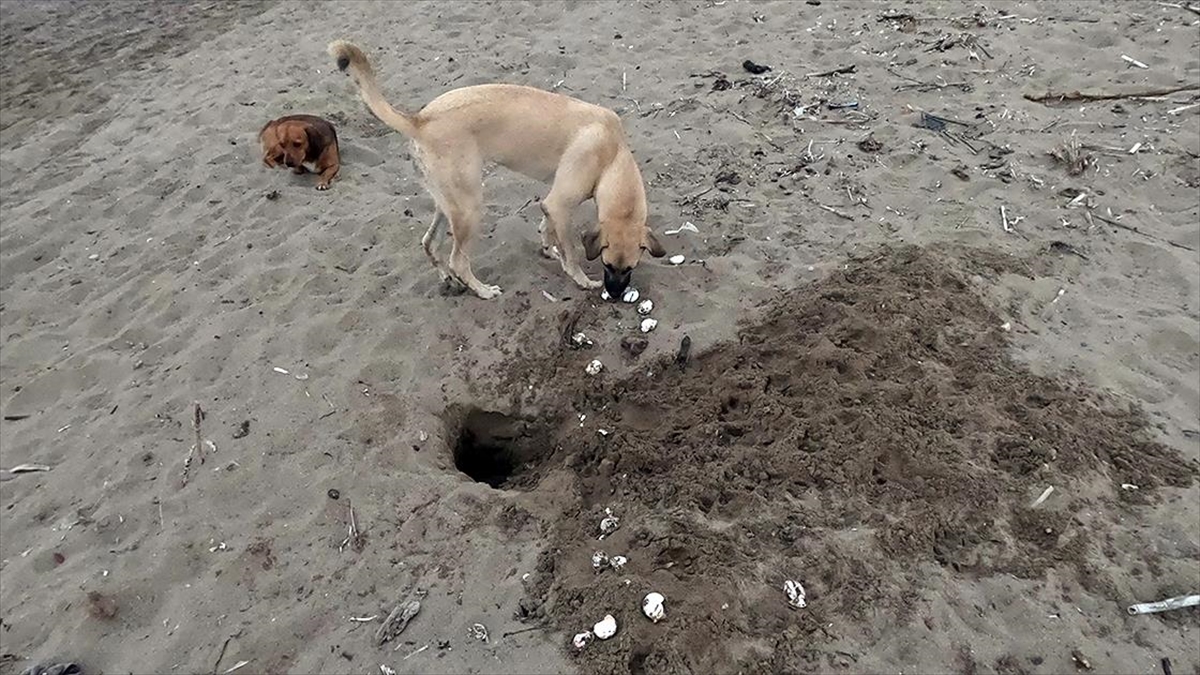 Sahipsiz Köpekler Sahillerde Caretta Caretta Yavruları İçin De Tehlike Oluşturuyor