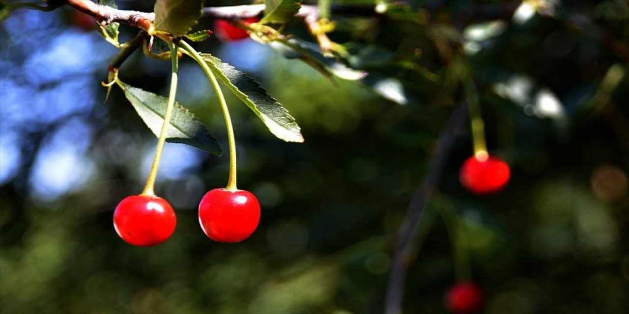 Farklı Şehirlerde Üretimi Olumsuz Etkileyen Sıcak Hava Sarıkamış'ta Meyve Ağaçlarına Yaradı