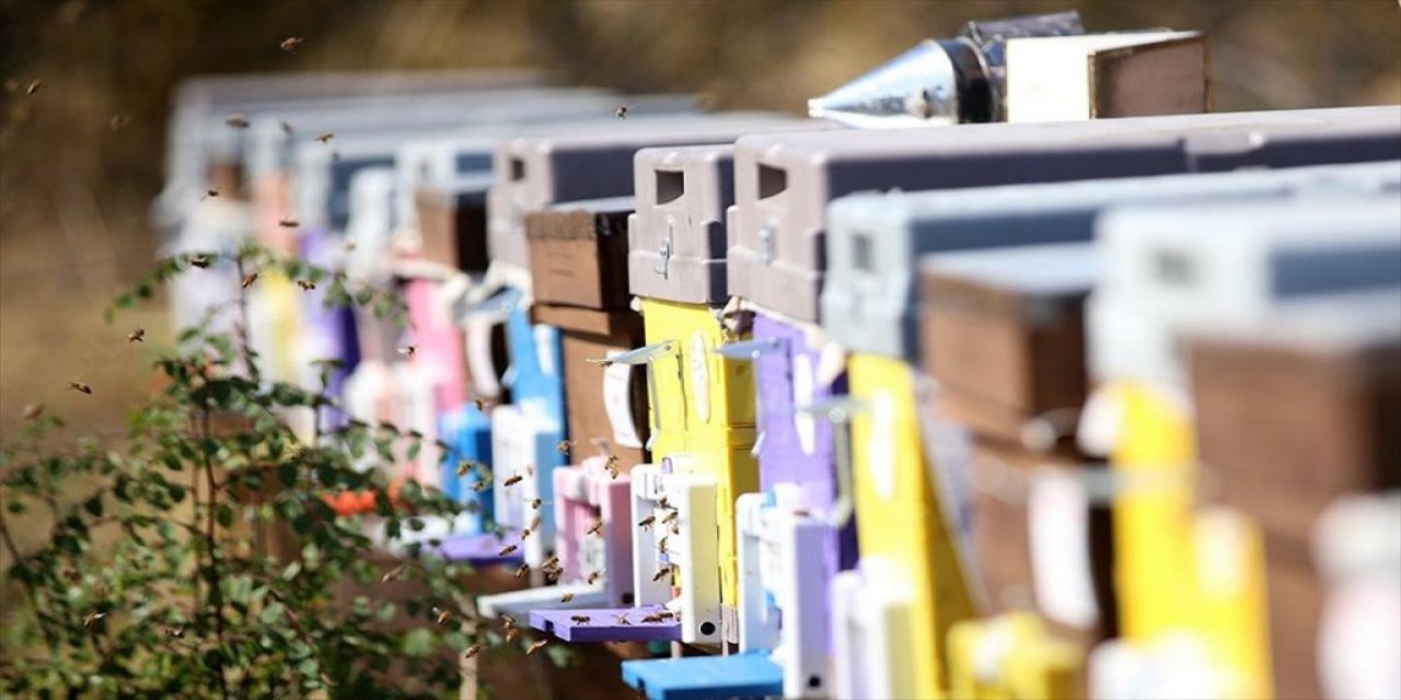 Aşırı Sıcaklar Ve Kuraklık Trakya'da Bal Verimini Düşürdü