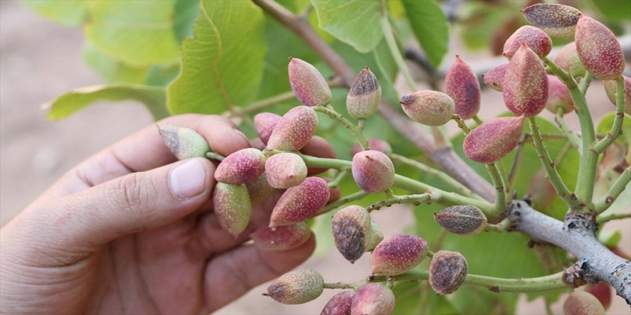 Siirt Fıstığında "var Yılı"na Rağmen Kuraklık Nedeniyle "yok Yılı" Yaşanıyor