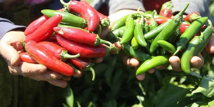 "burada Yetişmez" Denilen Biberi Ekti, Üretimini 10'a Katladı