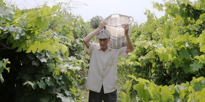 91 Yaşındaki Manisalı Çiftçi, Topraktan Kopamıyor