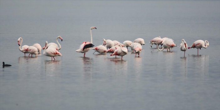 İzmit Körfezi Flamingoları Ağırlıyor