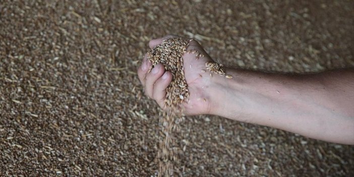 Türkiye'nin Buğday Üretimi 21,5 Milyon Tona Ulaştı