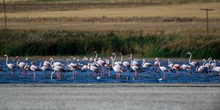 Erçek Gölü Göç Yolculuğundaki Flamingoları Ağırlıyor