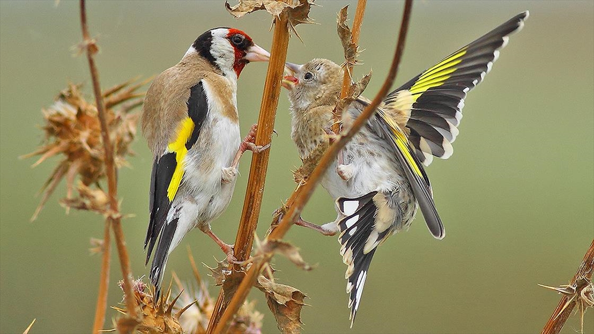 Kızılırmak Deltası Kuş Cenneti'ni Yaz Döneminde 50 Binden Fazla Ziyaretçi Gezdi